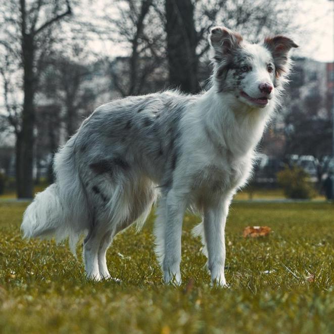 Border Collie red merle