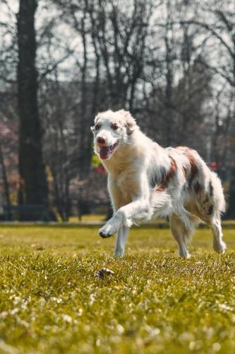 Border Collie red merle